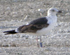 juvenile LBBG, ringed in the Netherlands.